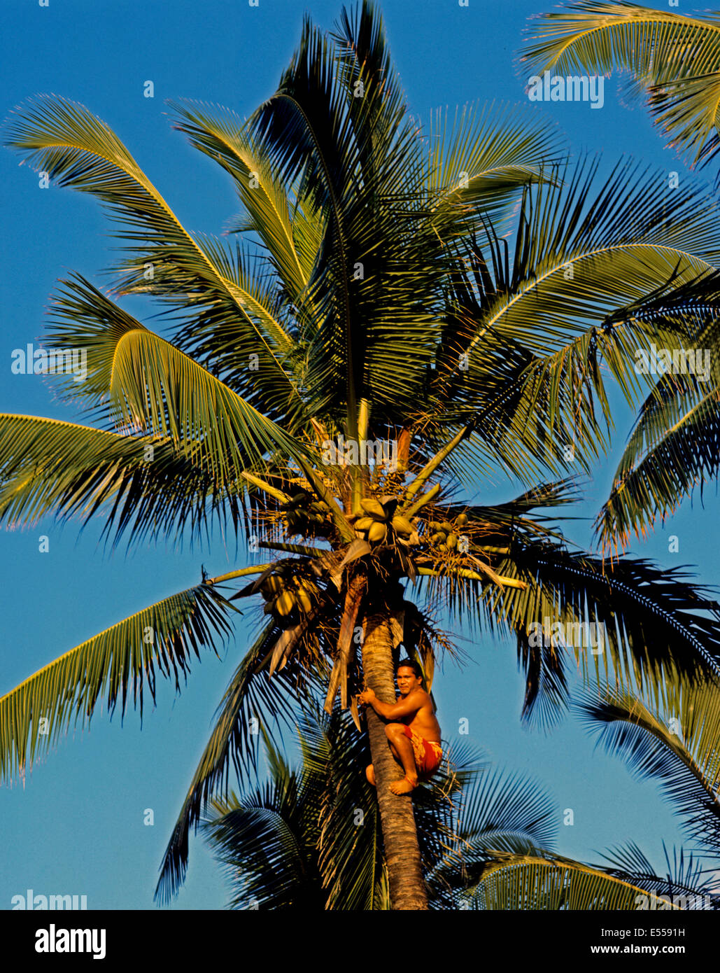 Local male climbing coconut palm tree, Hawaii, United States Stock