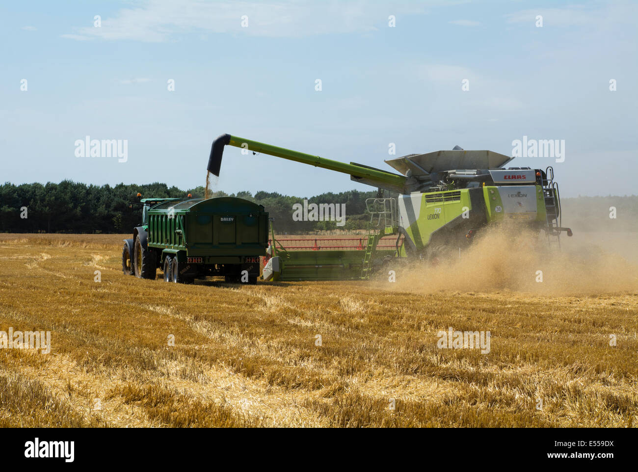 A combine harvester processing wheat and transferring the grain to a waiting tractor trailer. Stock Photo