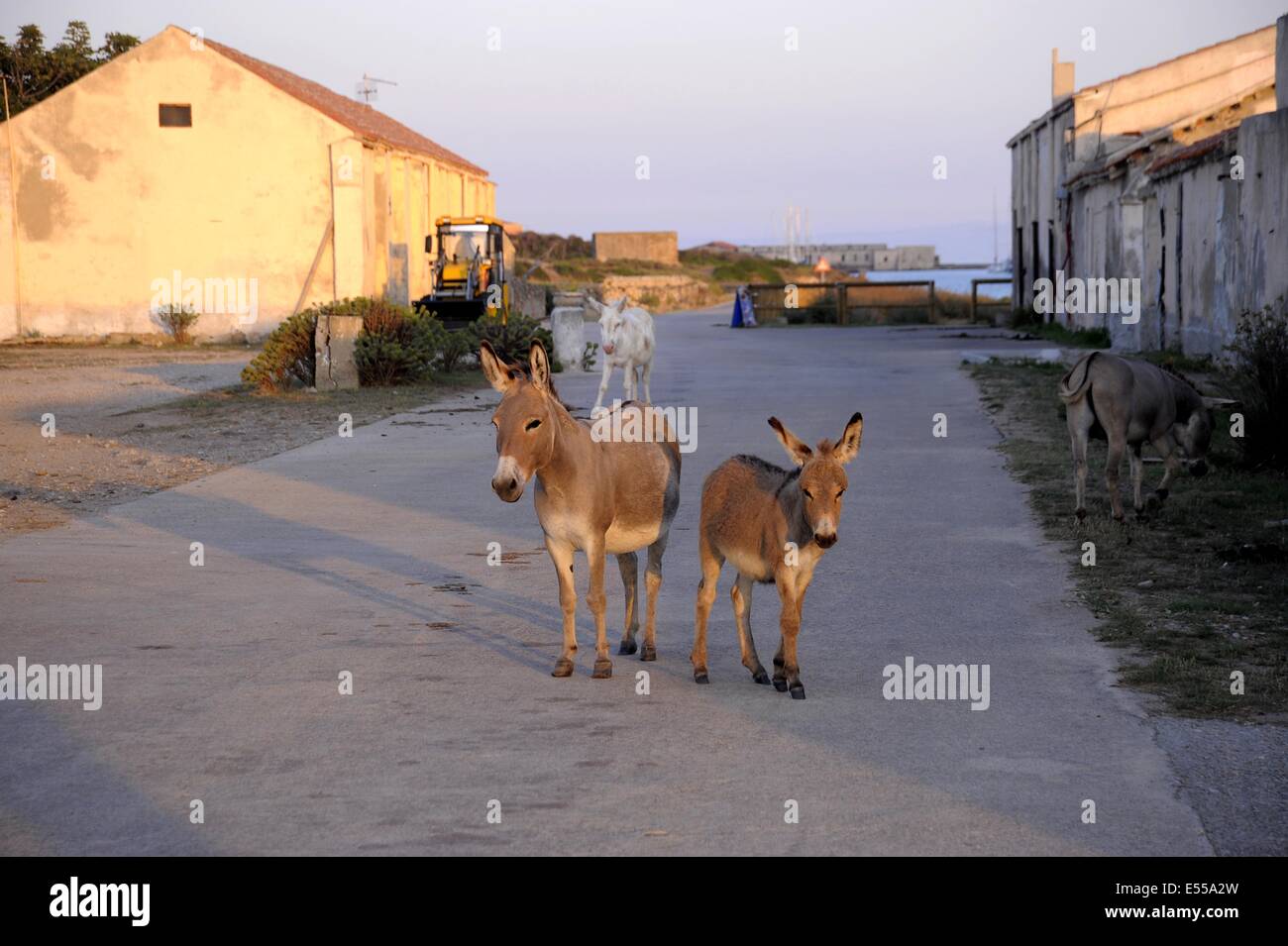 Italy, Sardinia, national park of Asinara, the donkeys endemic to the ...