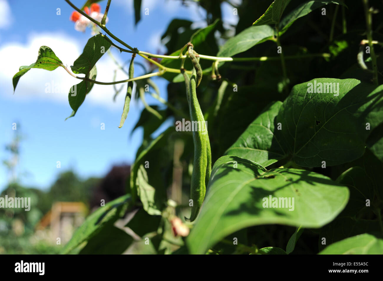 Runner beans growing on an allotment UK Stock Photo Alamy