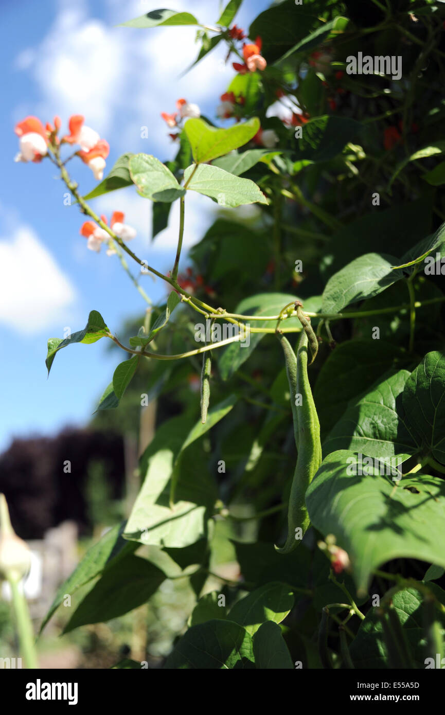 Runner beans growing on an allotment UK Stock Photo Alamy