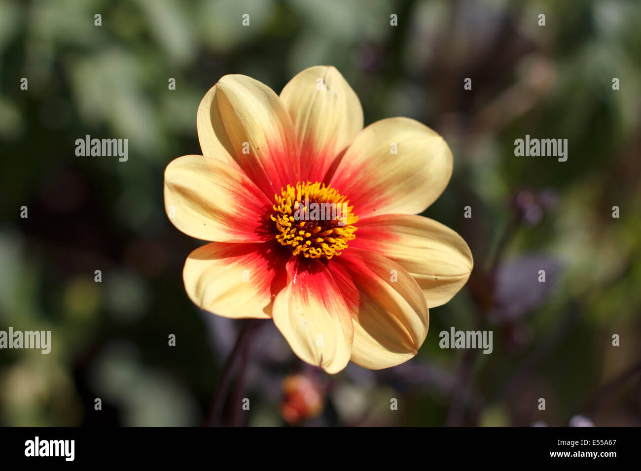 A single yellow flower Stock Photo - Alamy