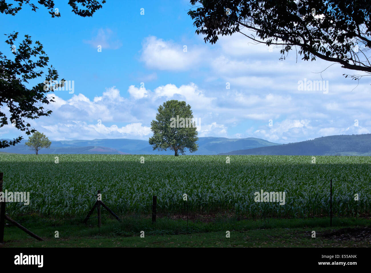 tall green tree in middle of corn field Stock Photo - Alamy