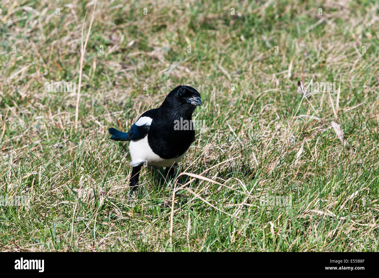 A solitary inquisitive Magpie, Pica pica, on the grass Stock Photo