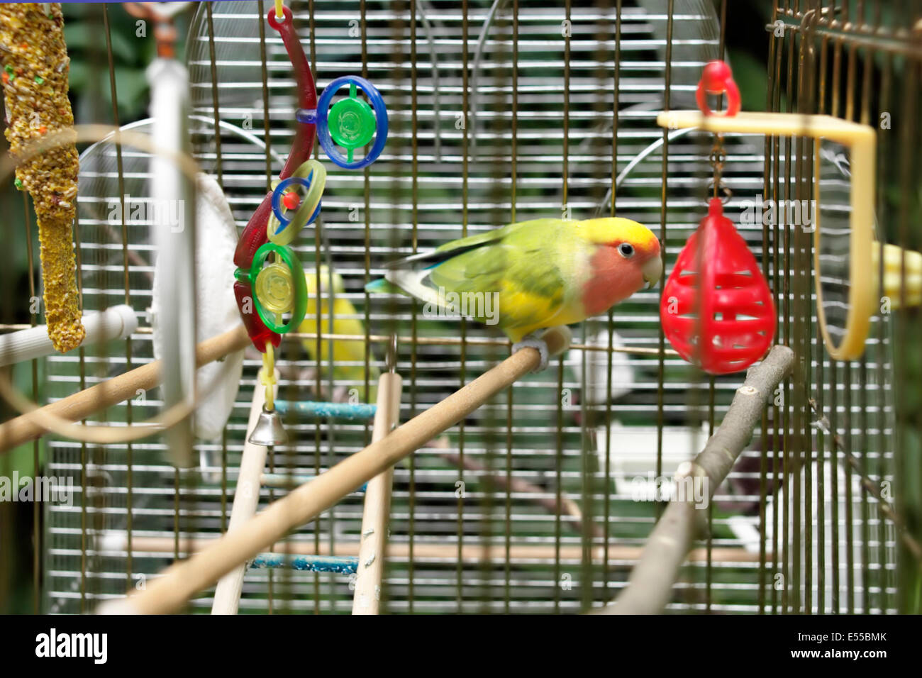 Parrots in a Pet Shop Stock Photo Alamy