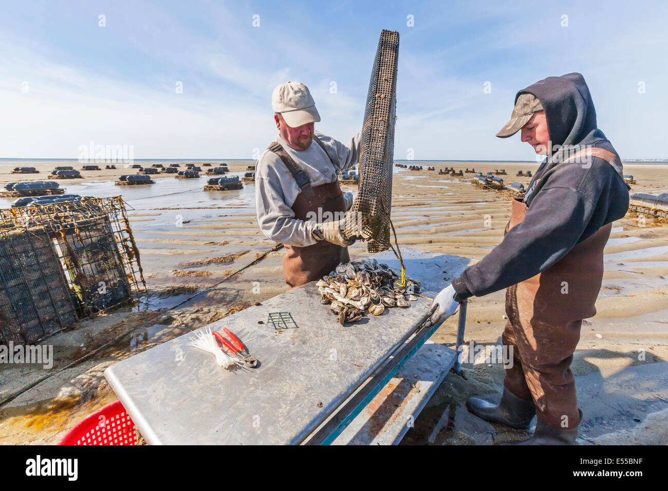 Oyster fishermen working and growing oysters on their oyster farm collect the shell fish from the baskets. Stock Photo