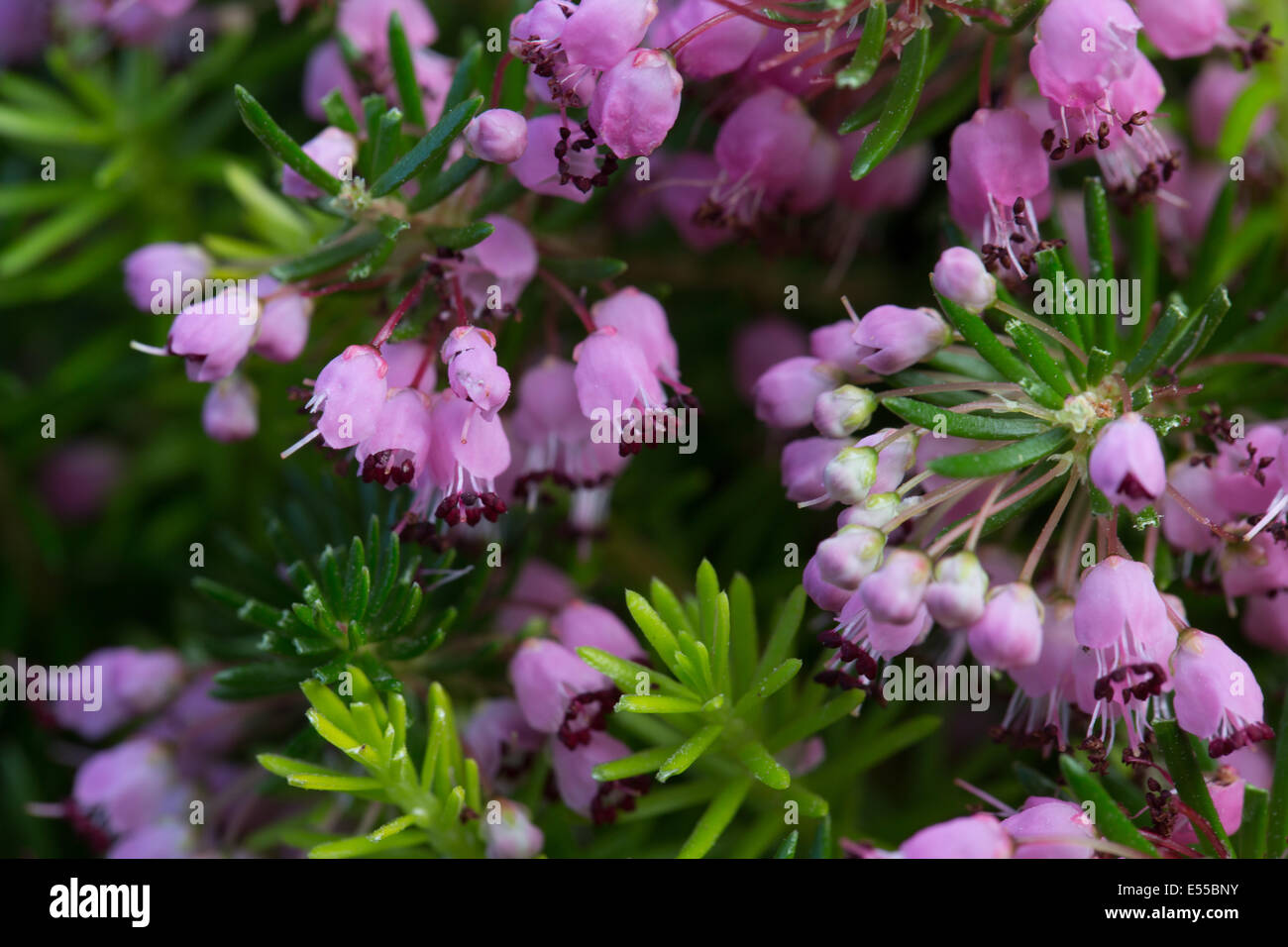 Pink heather flowers close-up Stock Photo