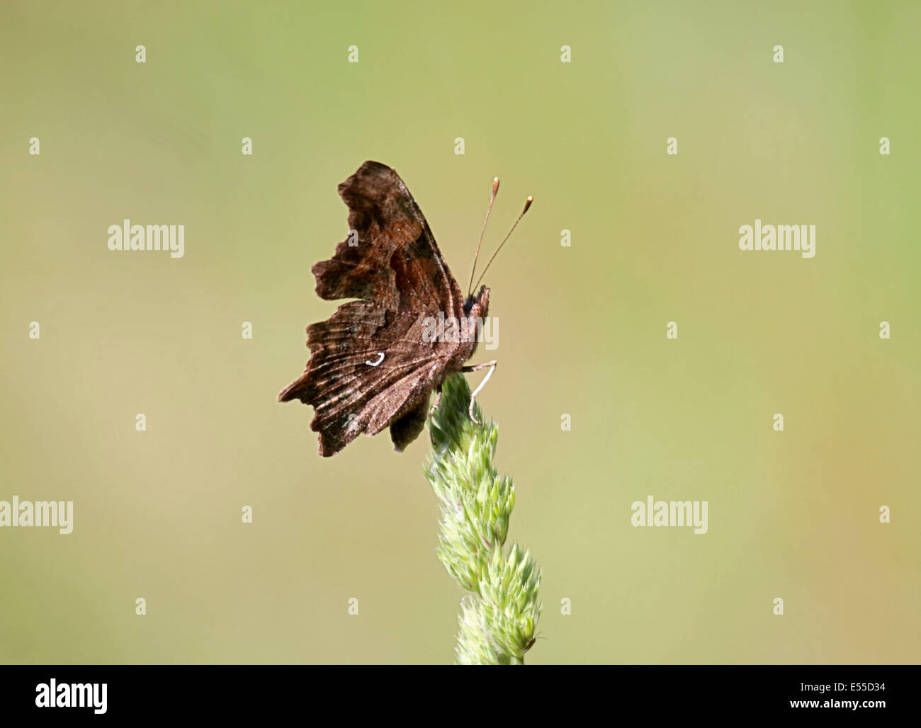 Comma butterfly perched on Cocksfoot grass in Poland Stock Photo