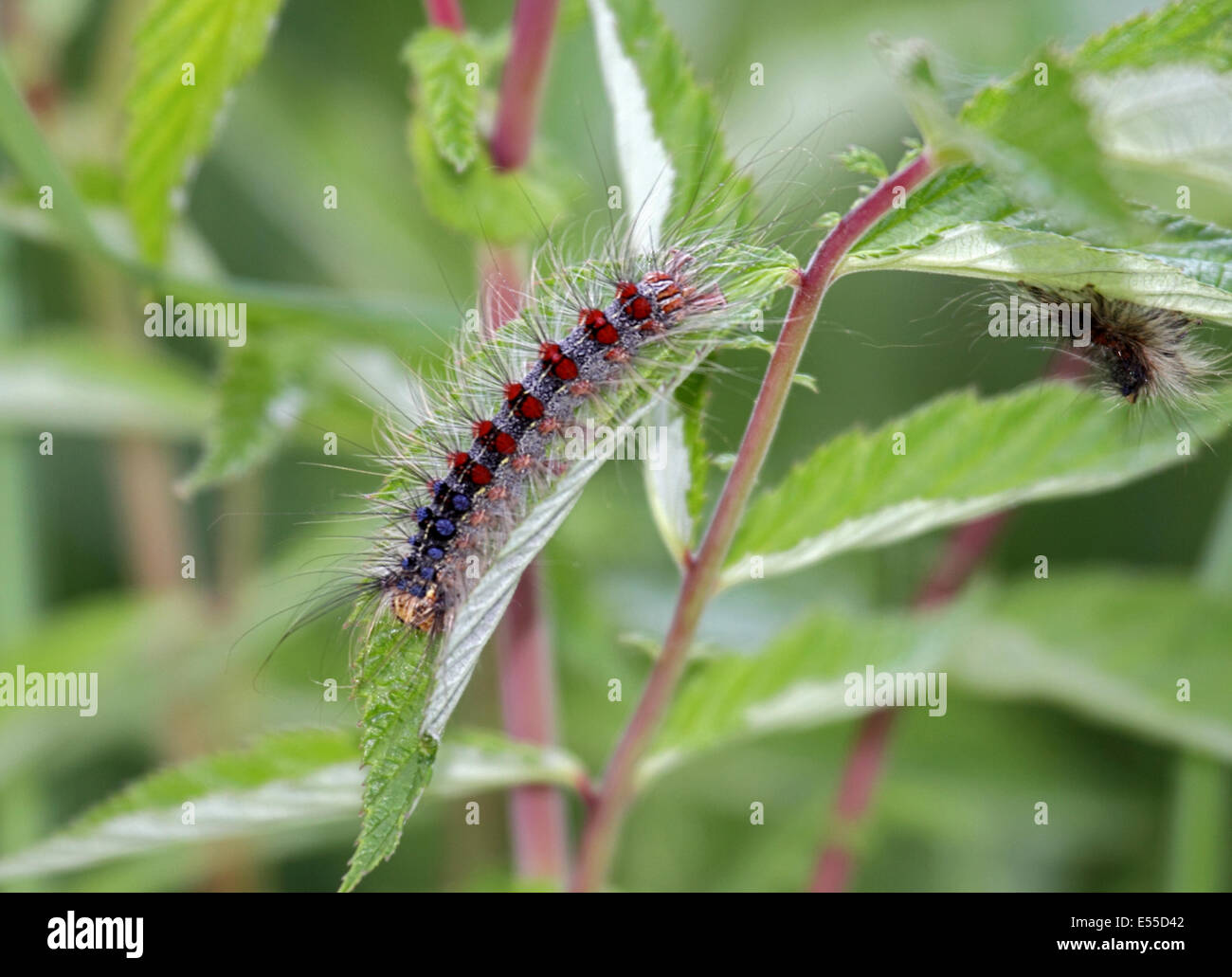 Gypsy moth caterpillars in Poland Stock Photo Alamy