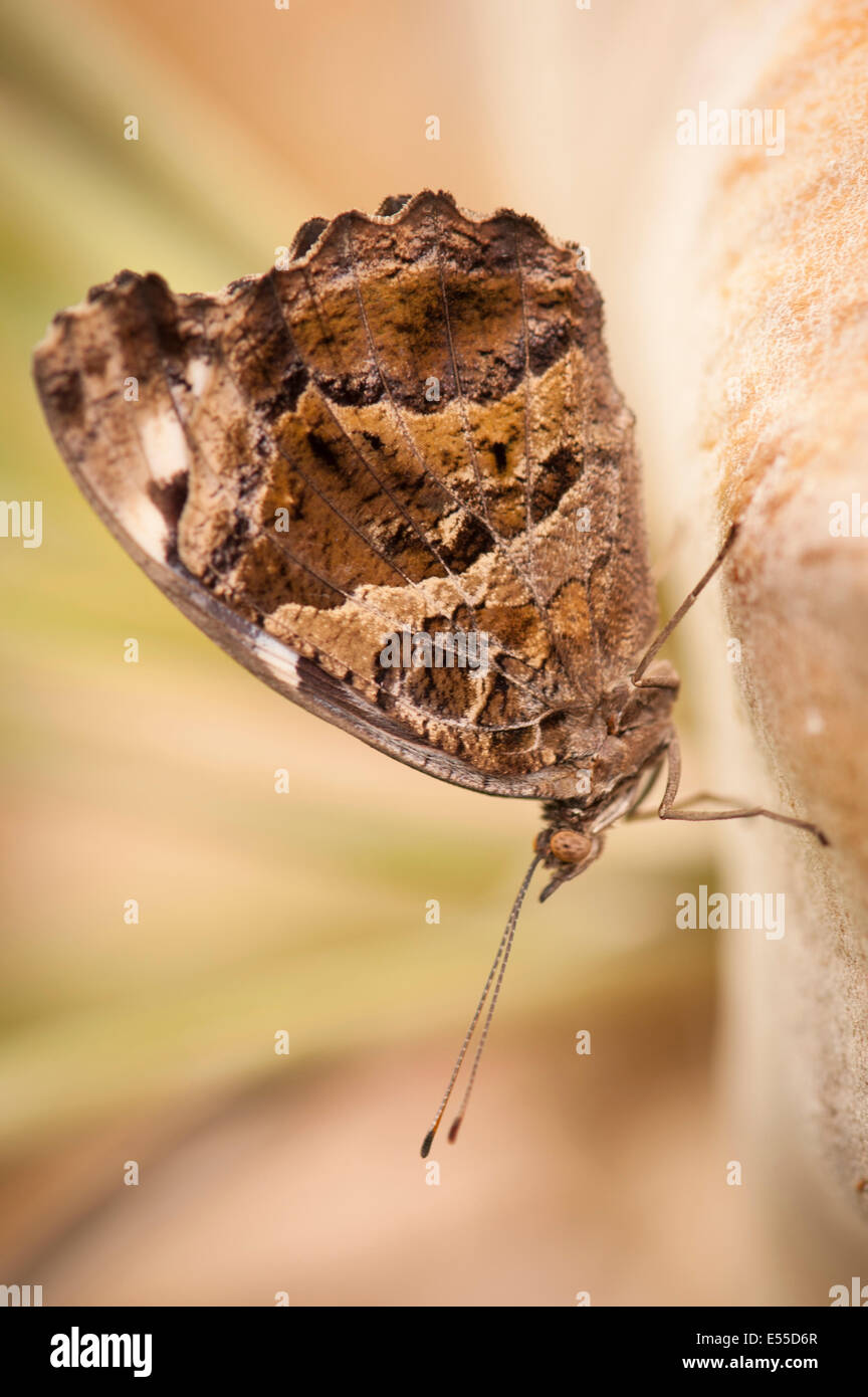 Gold Insect London North West London, Golders Hill Park, butterfly house, insect insects ...