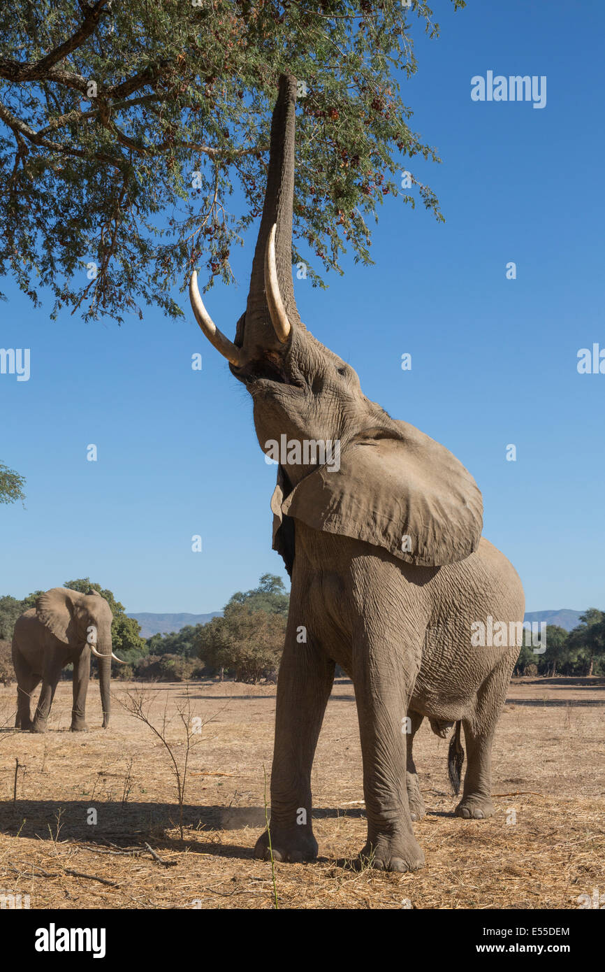 African Elephant bull reaching up at tree with trunk Stock Photo