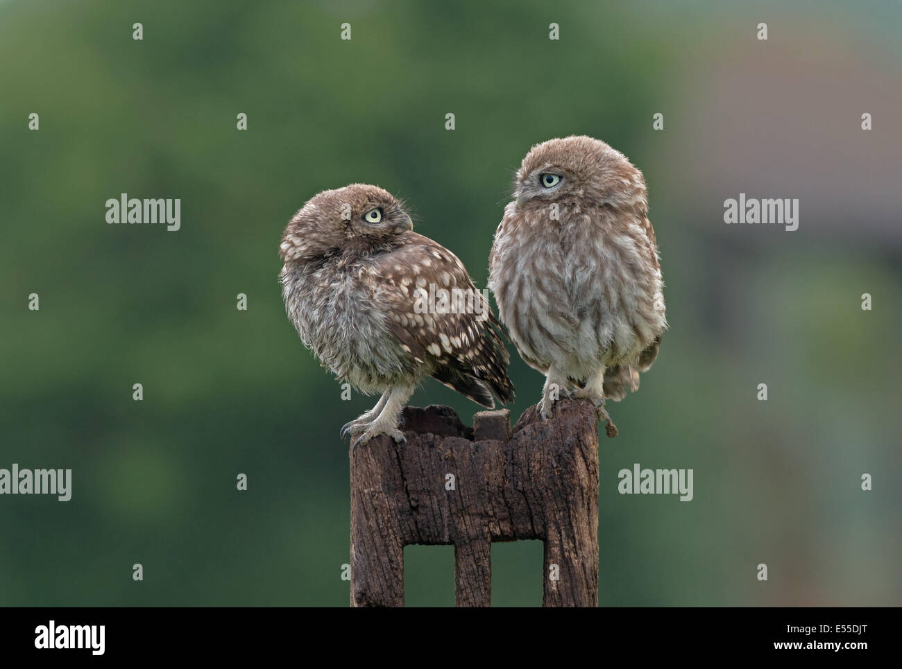 Pair Of  Little Owls (Owlets)-Athene noctua. Stock Photo