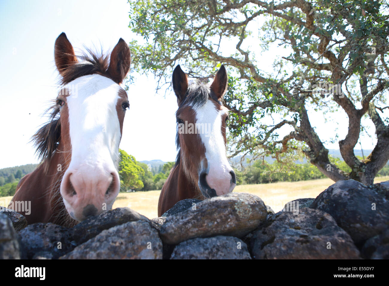 Two brown and white horses looking over stone wall in ranch in Sonoma ...