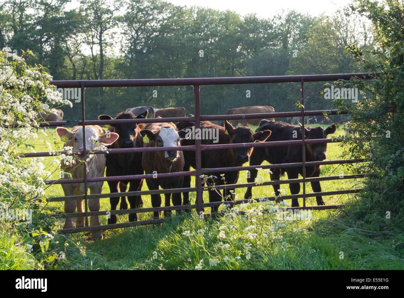 Beef heifer calves peering through gate on grazing meadow in evening sun. Stock Photo