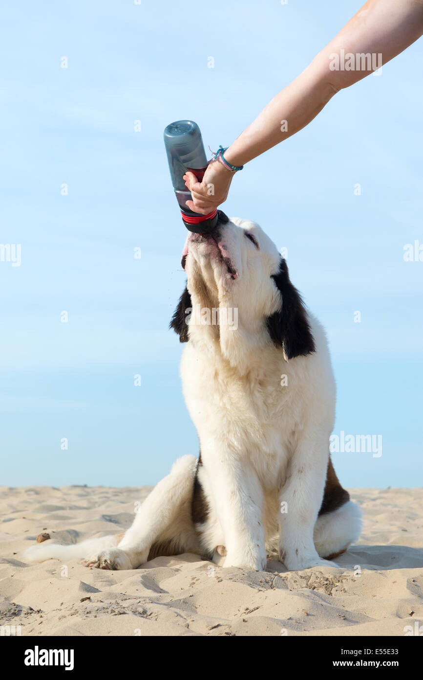 Dog drinking water from bottle in summer Stock Photo Alamy