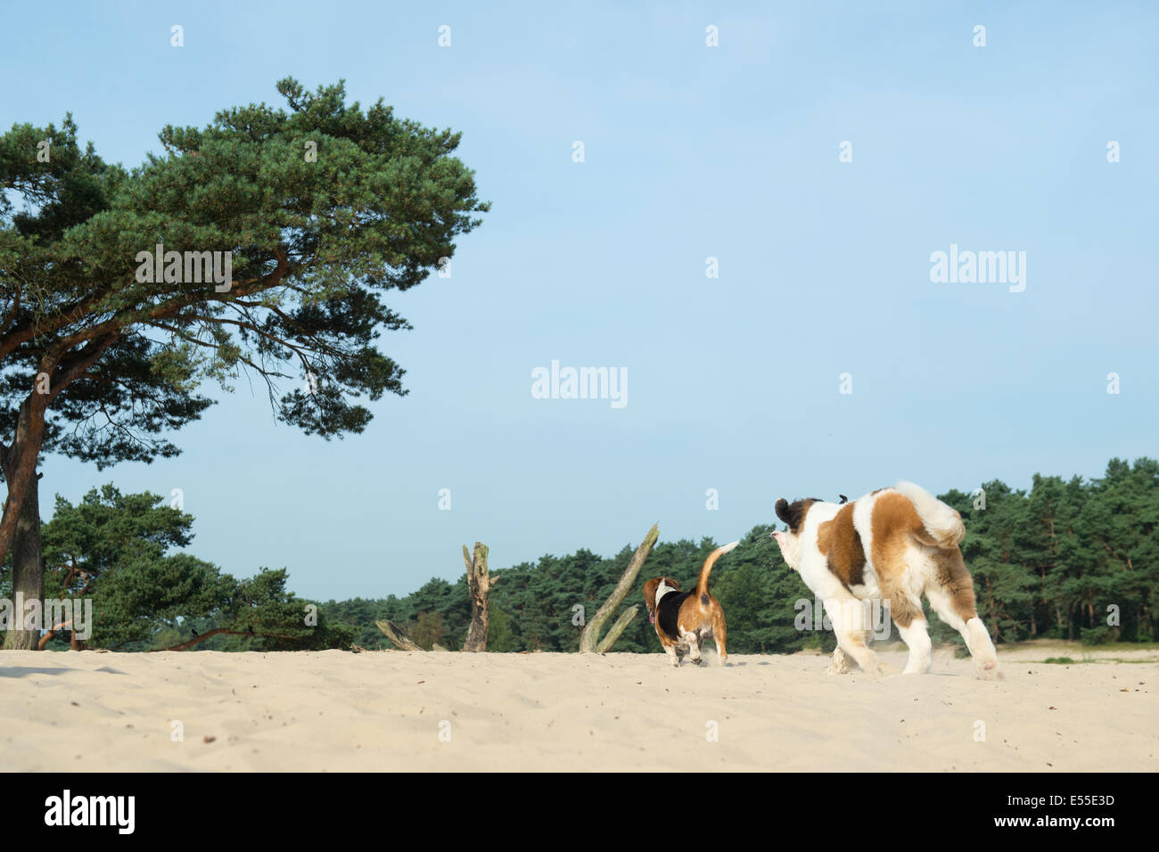 Beagle and St. Bernard playing outdoor in nature landscape Stock Photo