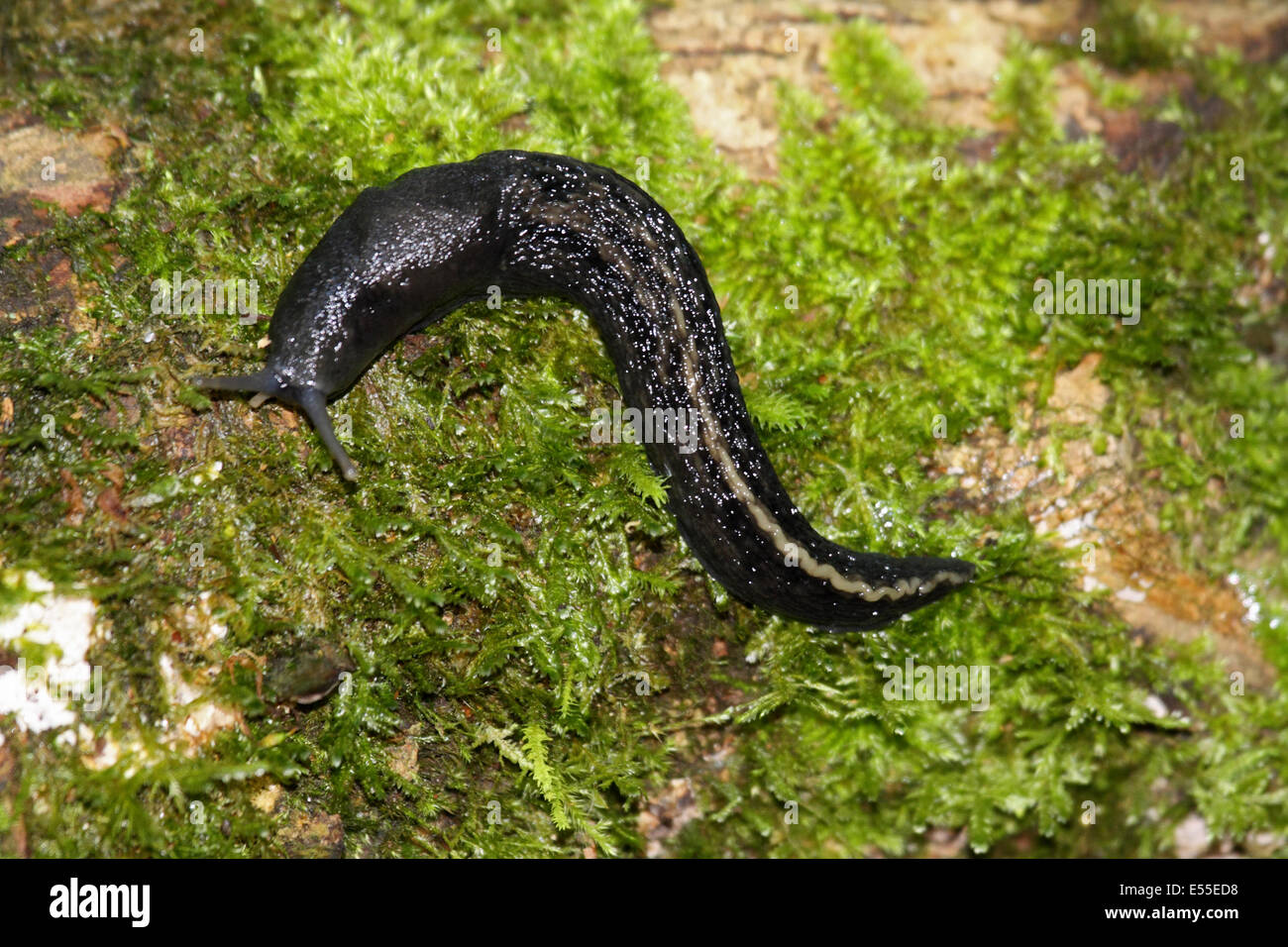 A slug of ancient woodland Limax cinereoniger in Poland Stock Photo