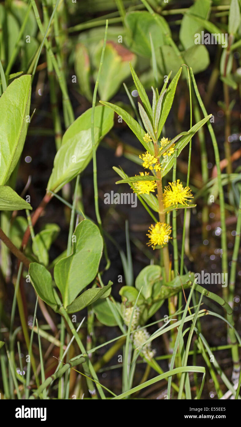 Tufted loosestrife growing in marsh in Poland Stock Photo