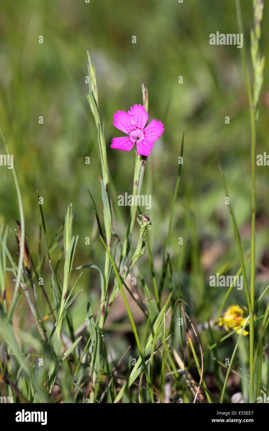 Maiden pink flowering head in grasssland in Poland Stock Photo