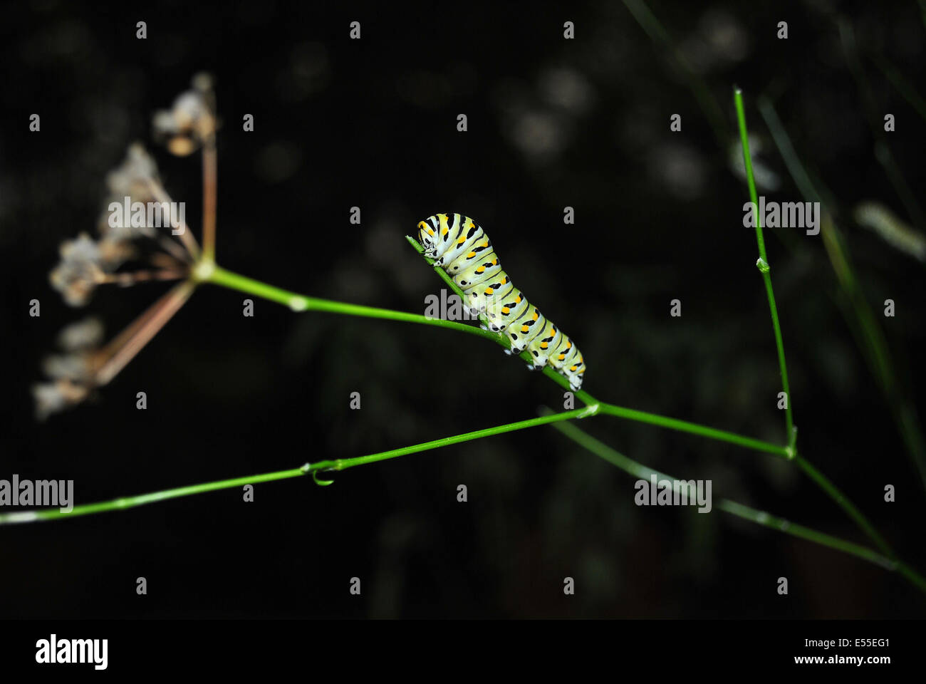 Close up photograph of a caterpillar Stock Photo - Alamy
