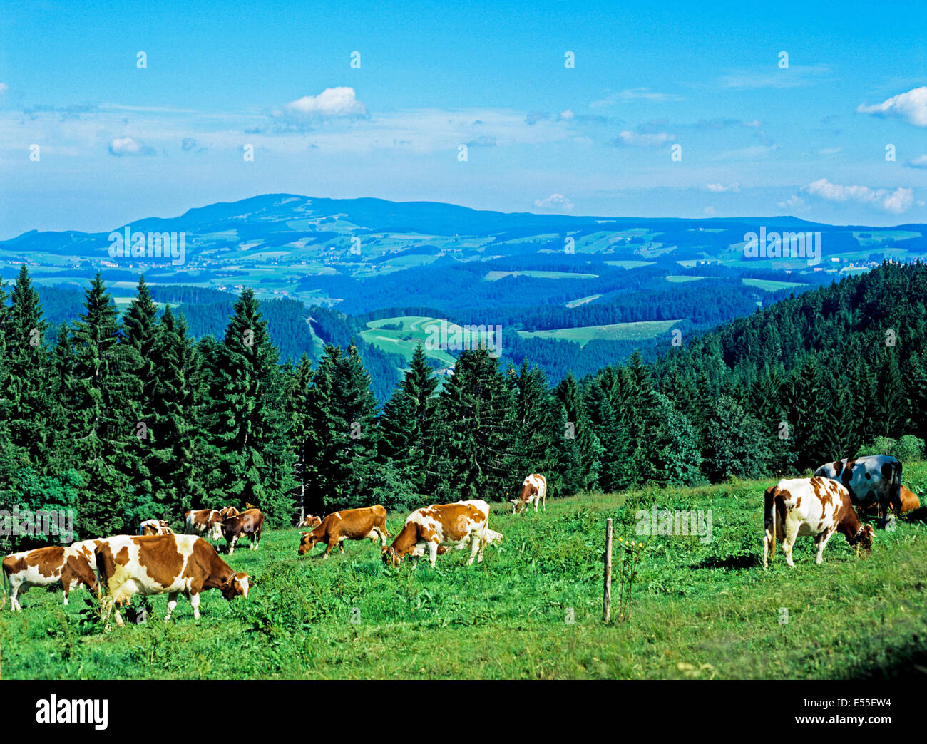 View of the Black Forest showing cattle grazing, Baden-Wurttemberg ...