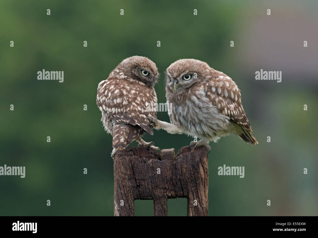 Pair Of Little Owls (Owlets)-Athene noctua. Uk Stock Photo