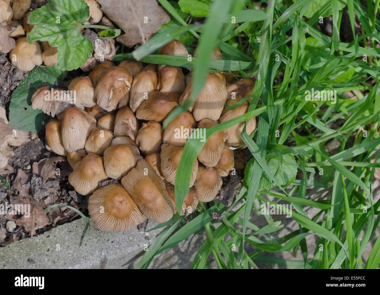 Group inedible little mushroom (Galerina pumila) in summer day at garden Stock Photo