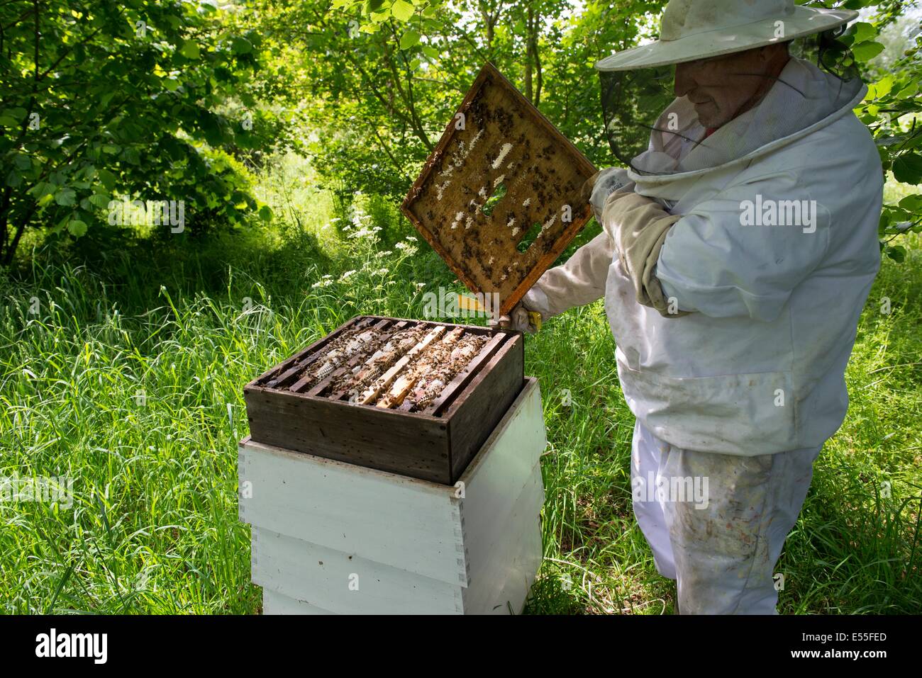 Beekeeping, Beekeeper inspecting hive frames for Varroa mites. Stock Photo