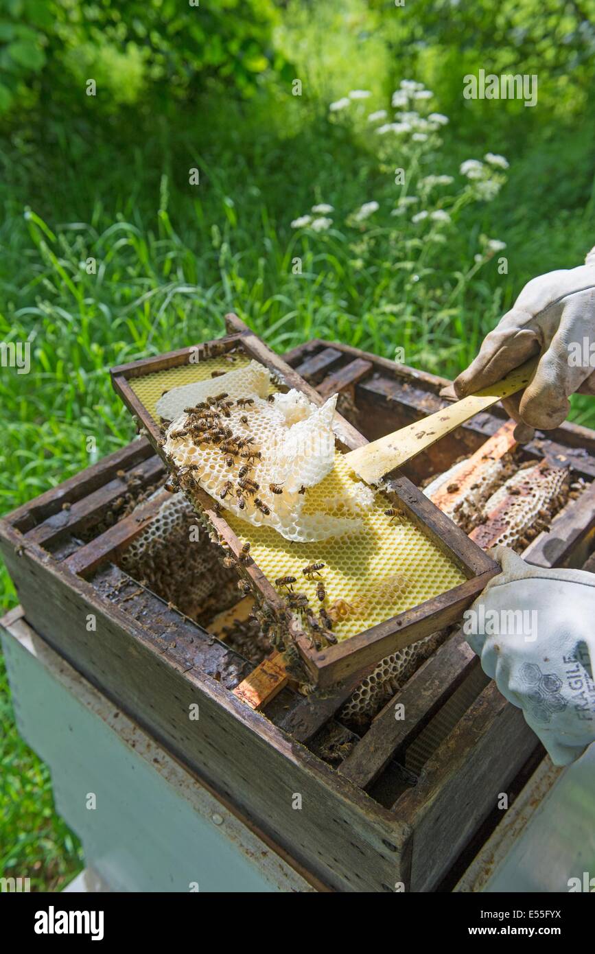 Beekeeping, Beekeeper removing unproductive bridge comb (Burr comb brace comb ) form hive Stock
