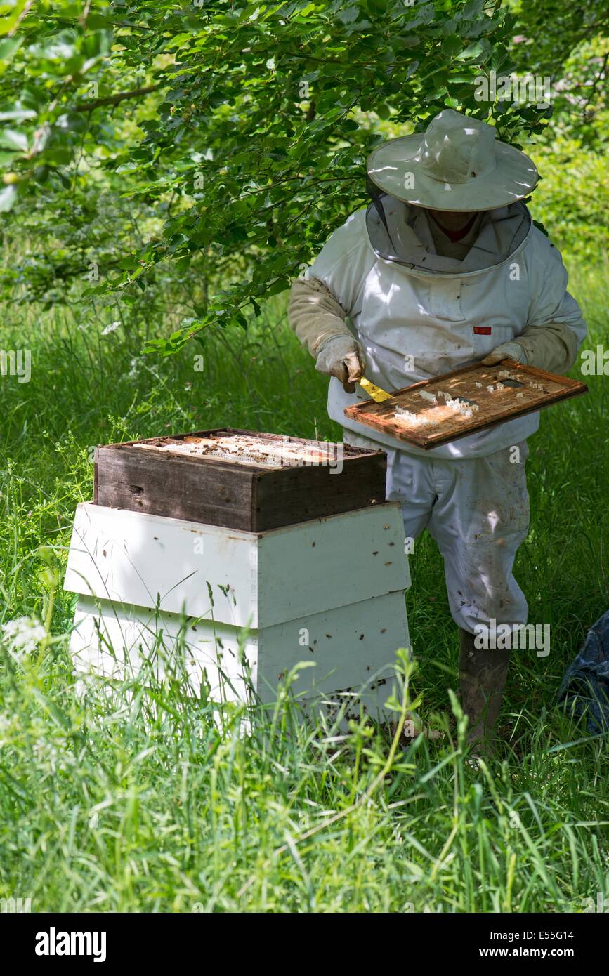 Beekeeping, Beekeeper removing unproductive bridge comb (Burr comb brace comb ) form hive. Stock Photo