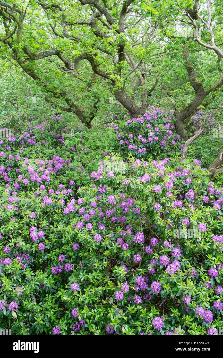 Rhododendrons growing in mature Oak woodland, Norfolk, England, May Stock Photo