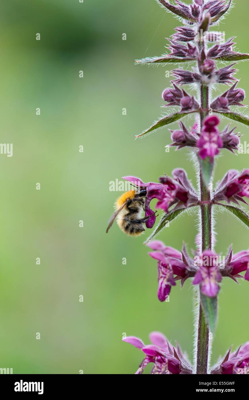 Bombus pratorum, Early bumblebee feeding on  Stachys sylvatica, 'hedge woundwort' Stock Photo