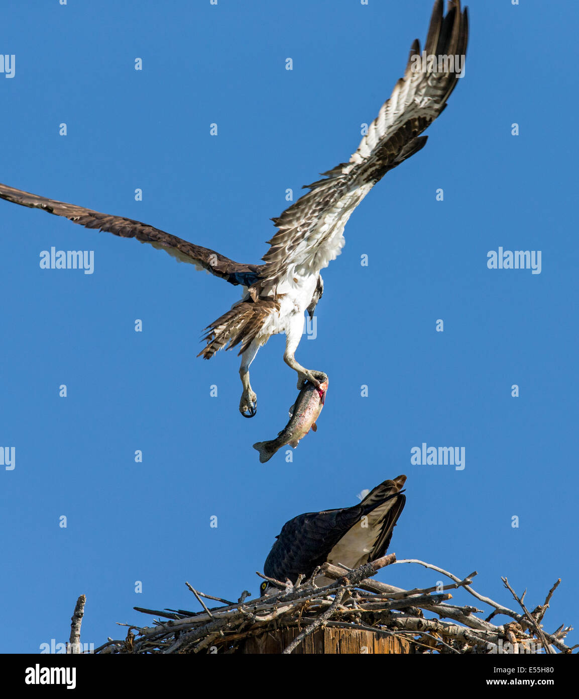 Osprey in flight carrying fresh caught fish, Pandion haliaetus, sea hawk, fish eagle, river hawk, fish hawk, raptor Stock Photo