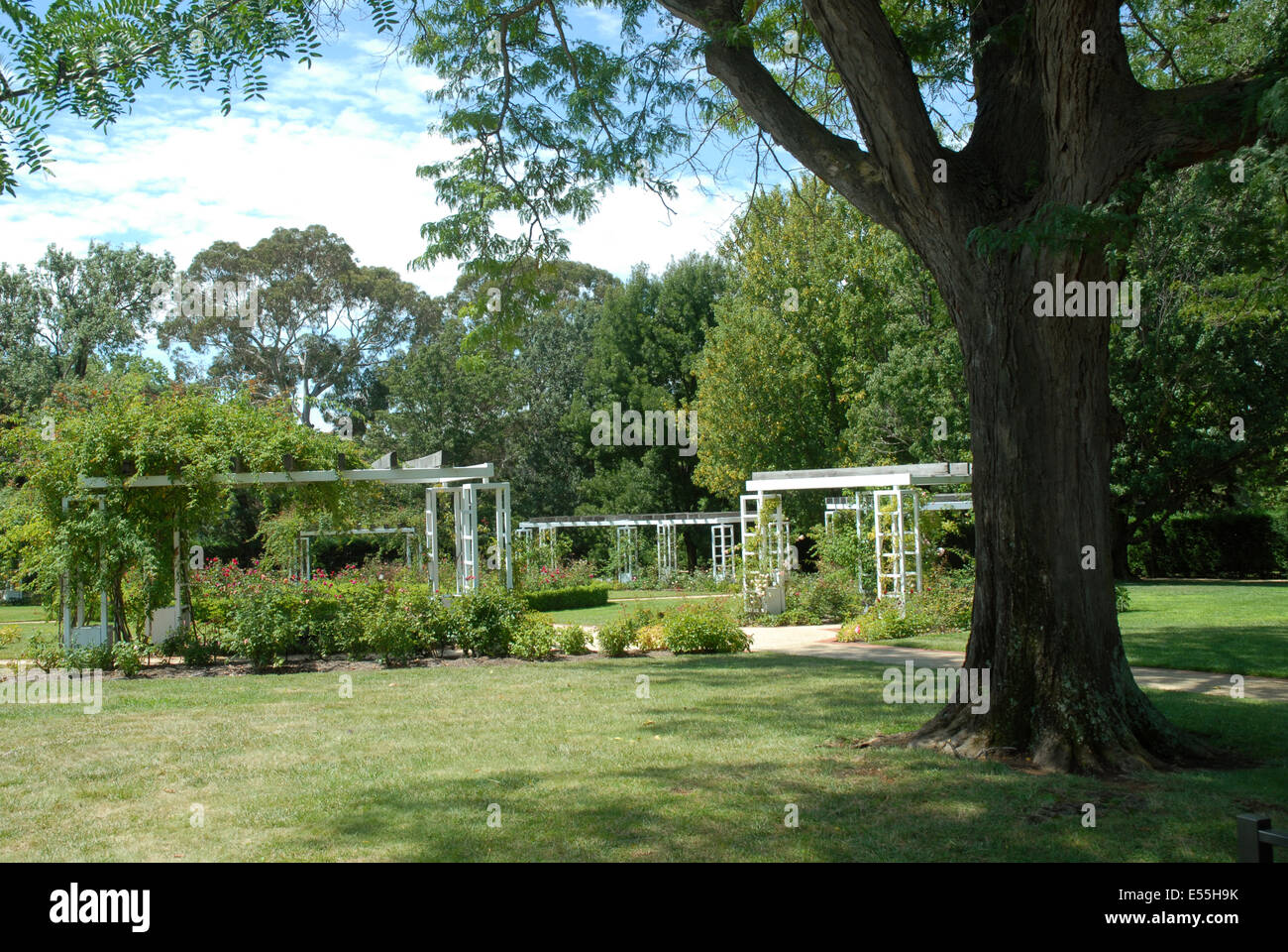 Rose Garden, Canberra, Australia Stock Photo Alamy