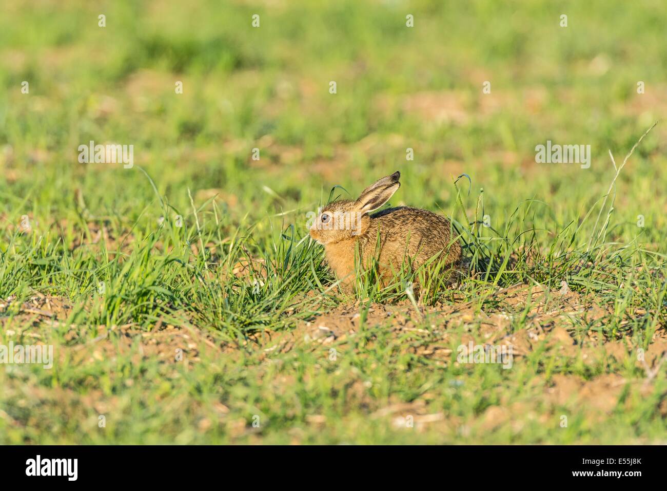 European hare (Lepus europaeus), brown hare, leveret on grassland, England,  July. Stock Photo