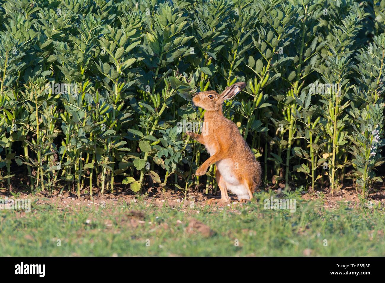 European hare (Lepus europaeus), brown hare, adult feeding on field crop of broad beans, England, July. Stock Photo
