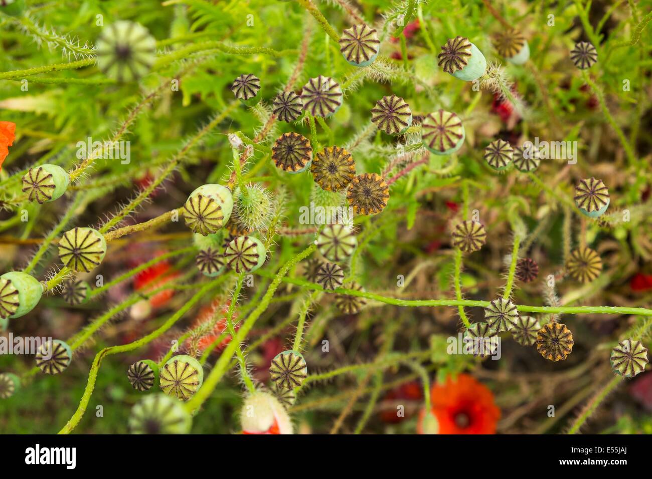 Common poppy, Papaver rhoeas, seed heads, England, June Stock Photo Alamy