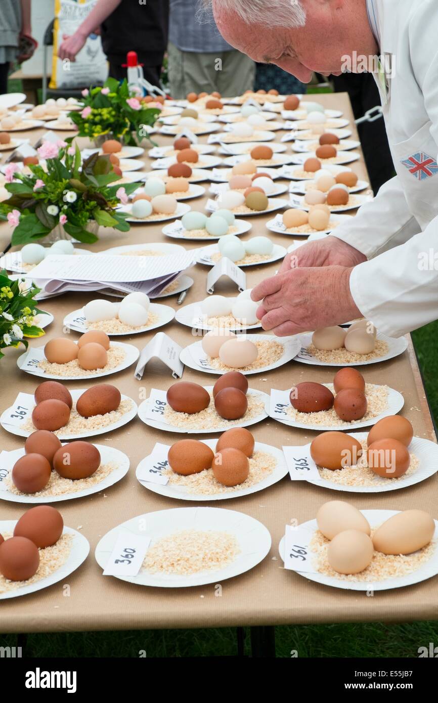 Judging inspecting eggs in competition, Royal Norfolk Show. Stock Photo