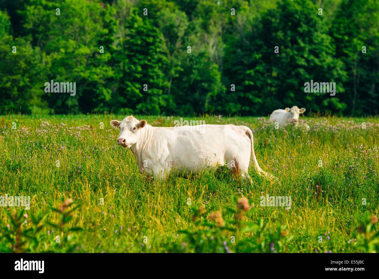 White Cow in Field of Tall Grass Stock Photo