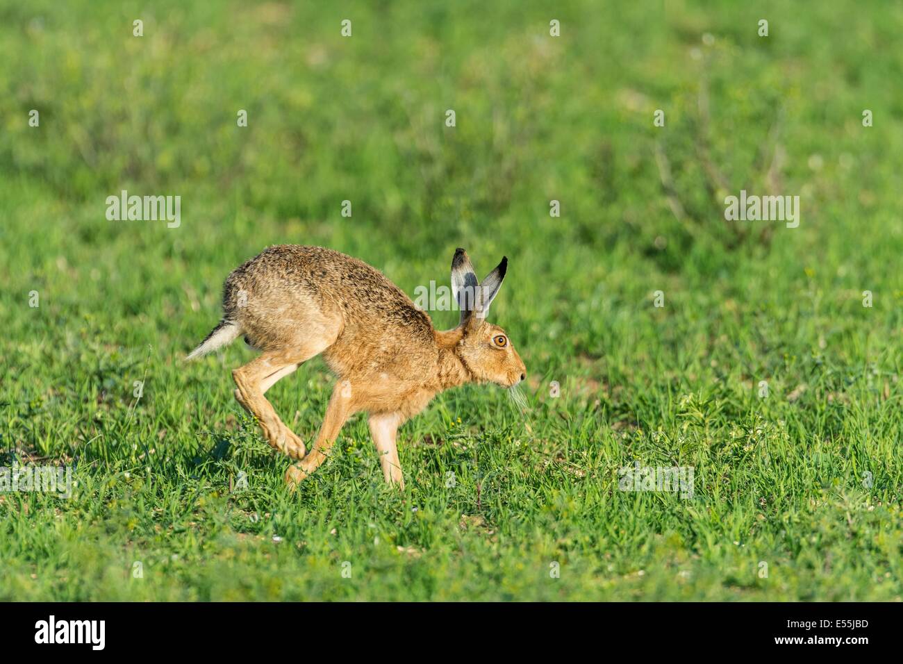 European hare (Lepus europaeus), running across grass headland, England, July Stock Photo