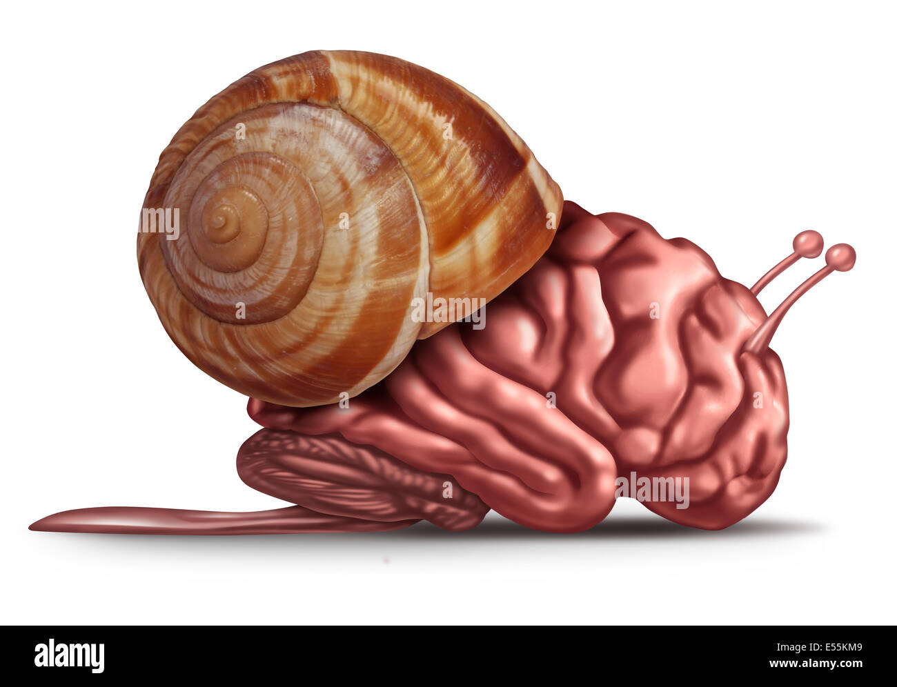 Thinking slow and brain function problems concept as a human organ in a snail shell as a mental health symbol for struggling with memory and  dementia as alzheimer or neurology challenges. Stock Photo