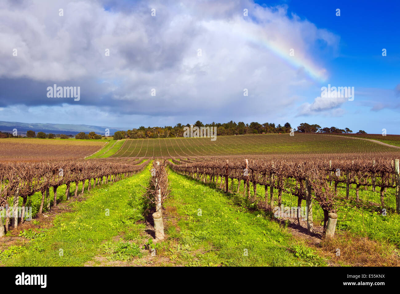 Vineyard and rainbow McLaren Flat South Australia Fleurieu Peninsula
