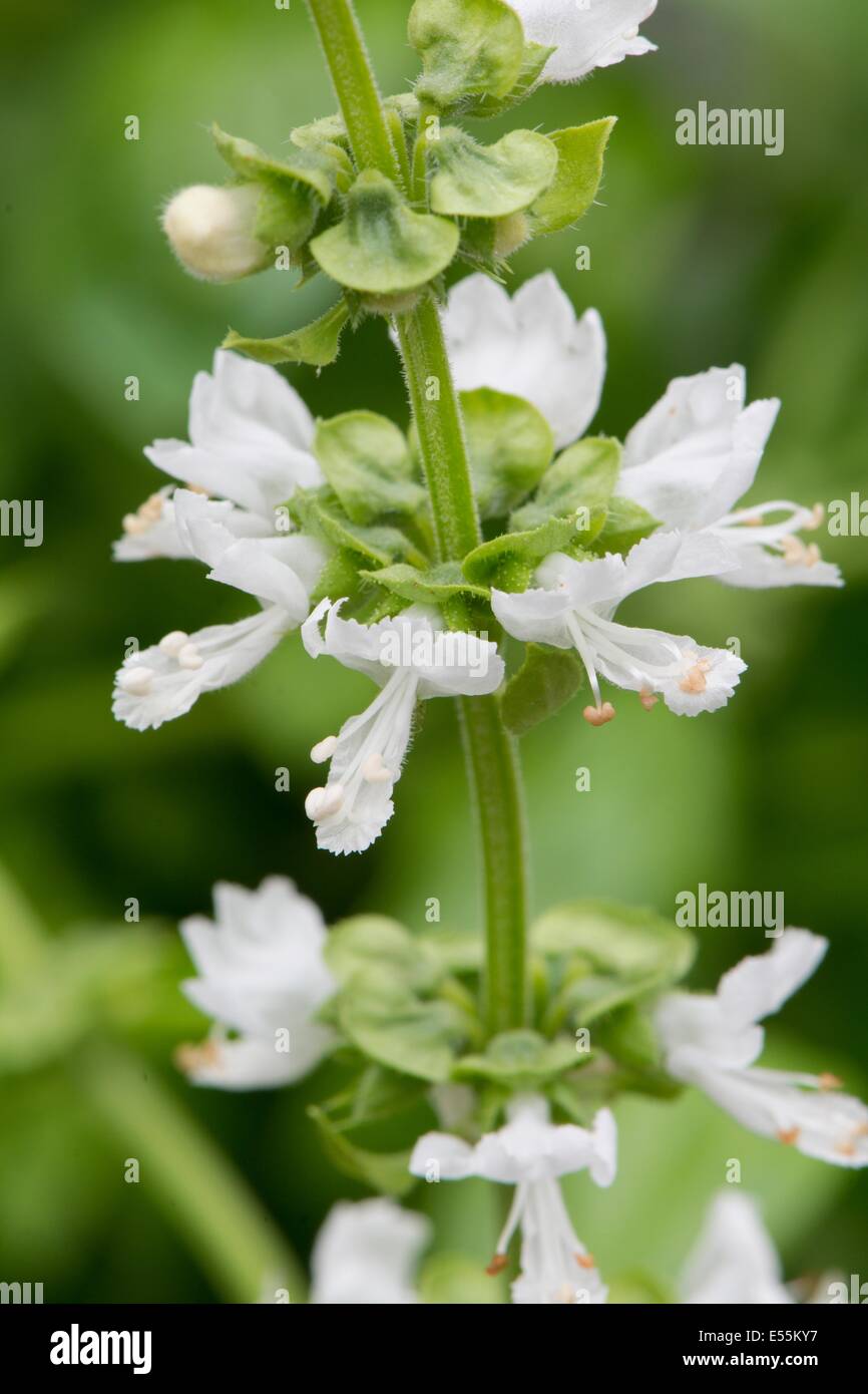 Basil flowers hires stock photography and images Alamy