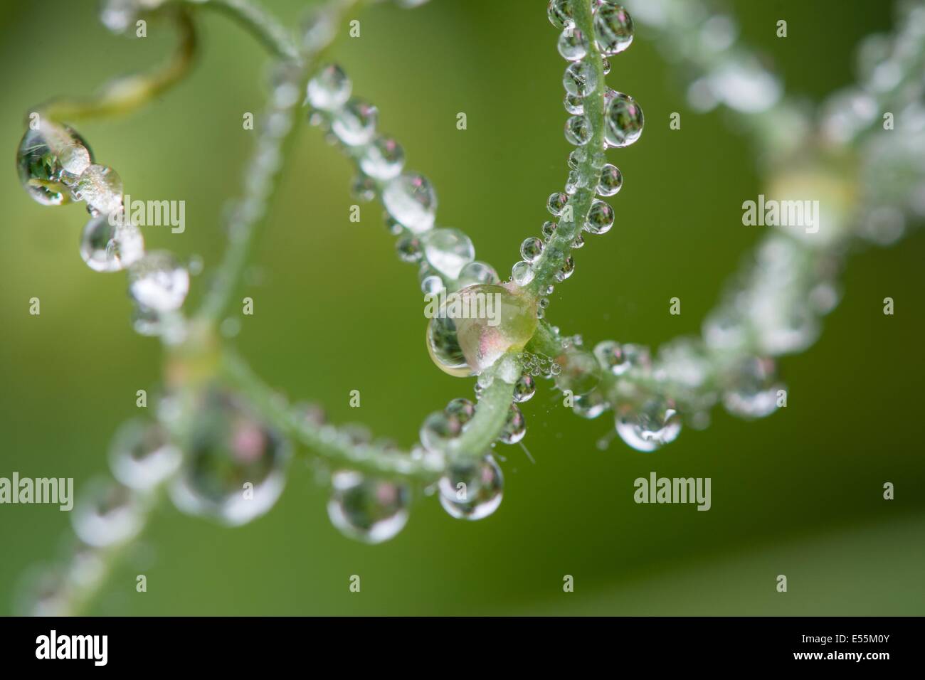 Mist droplets on Sweet Pea tendrils, England July, Stock Photo