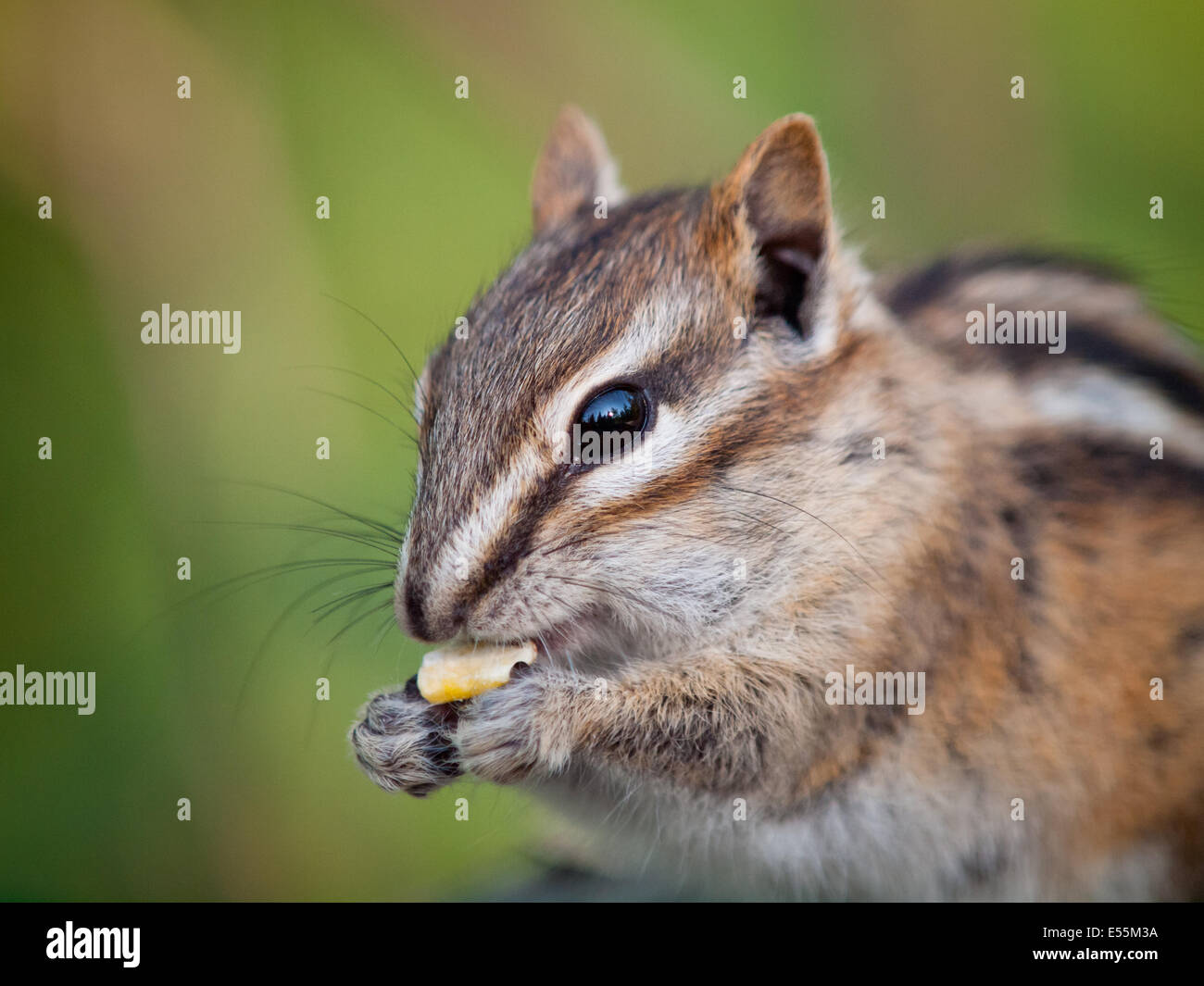 A close-up of a cute Least Chipmunk (Tamias minimus) feeding on seeds.  Whitemud Park and Nature Reserve, Edmonton, Canada. Stock Photo