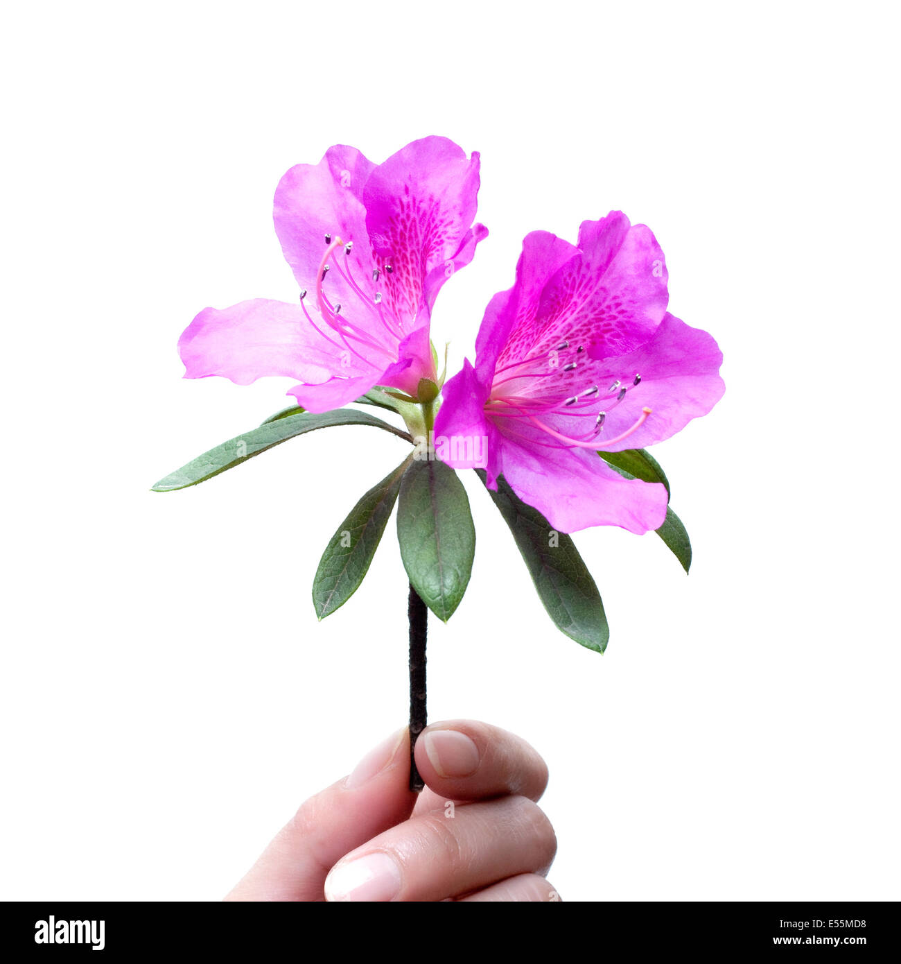 Holding Azalea flower isolated on white background Stock Photo
