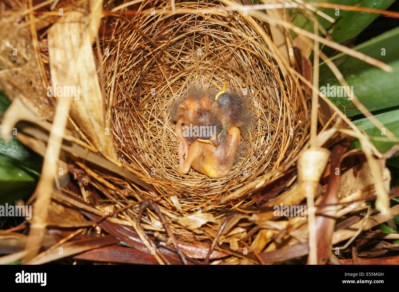 bird nest with two Lesser Kiskadee flycatcher babies birds sleeping, Central America, Costa Rica Stock Photo