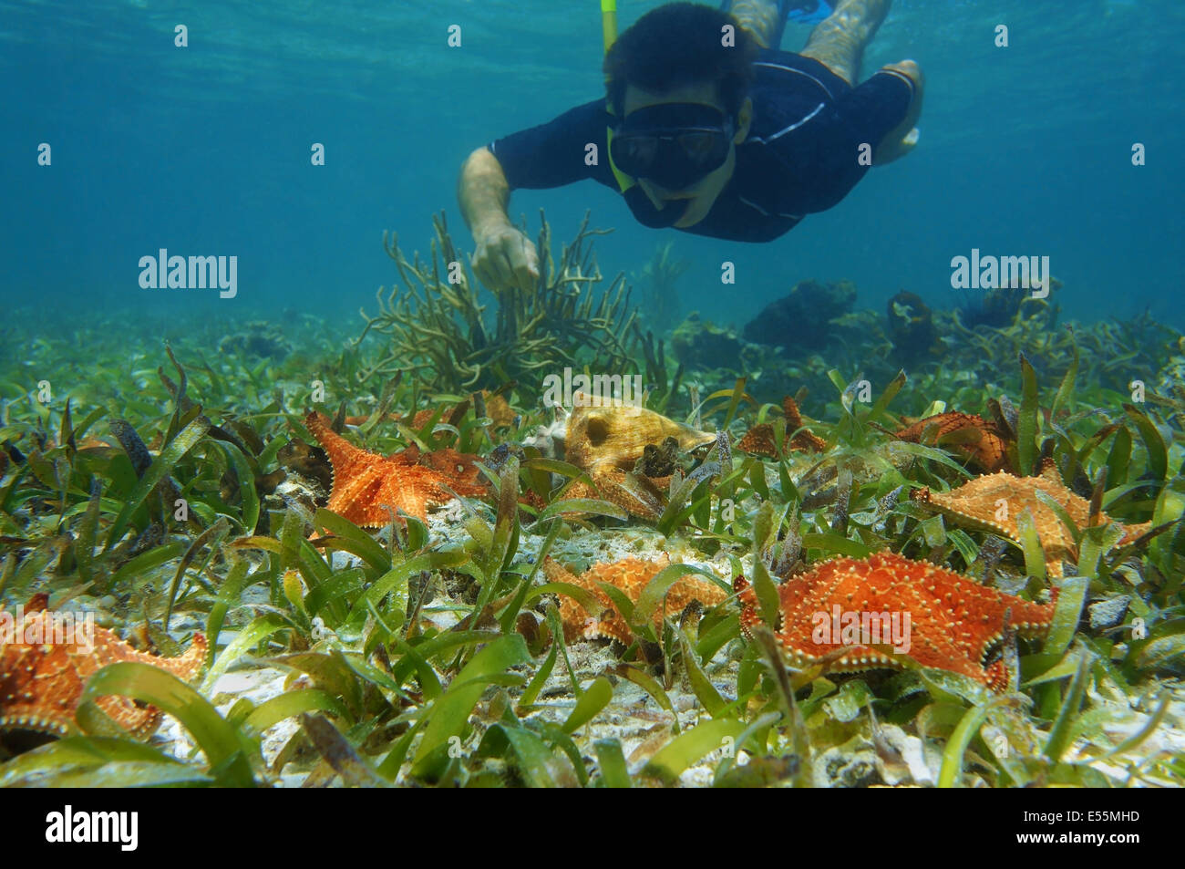 man in snorkel underwater looks starfish with a queen conch on the seabed, Caribbean sea Stock Photo