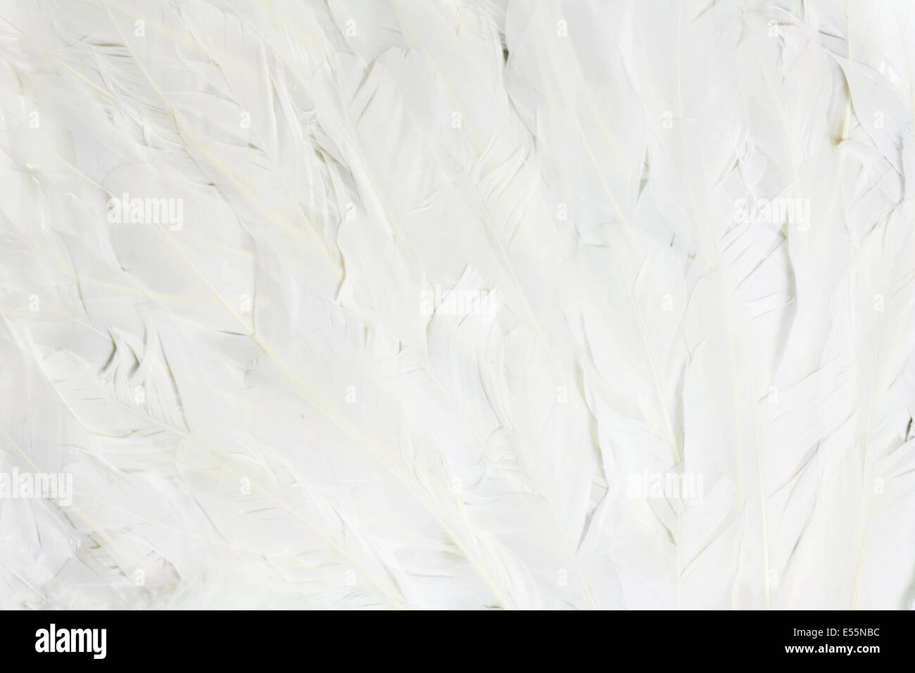 Feathers Stock Photo