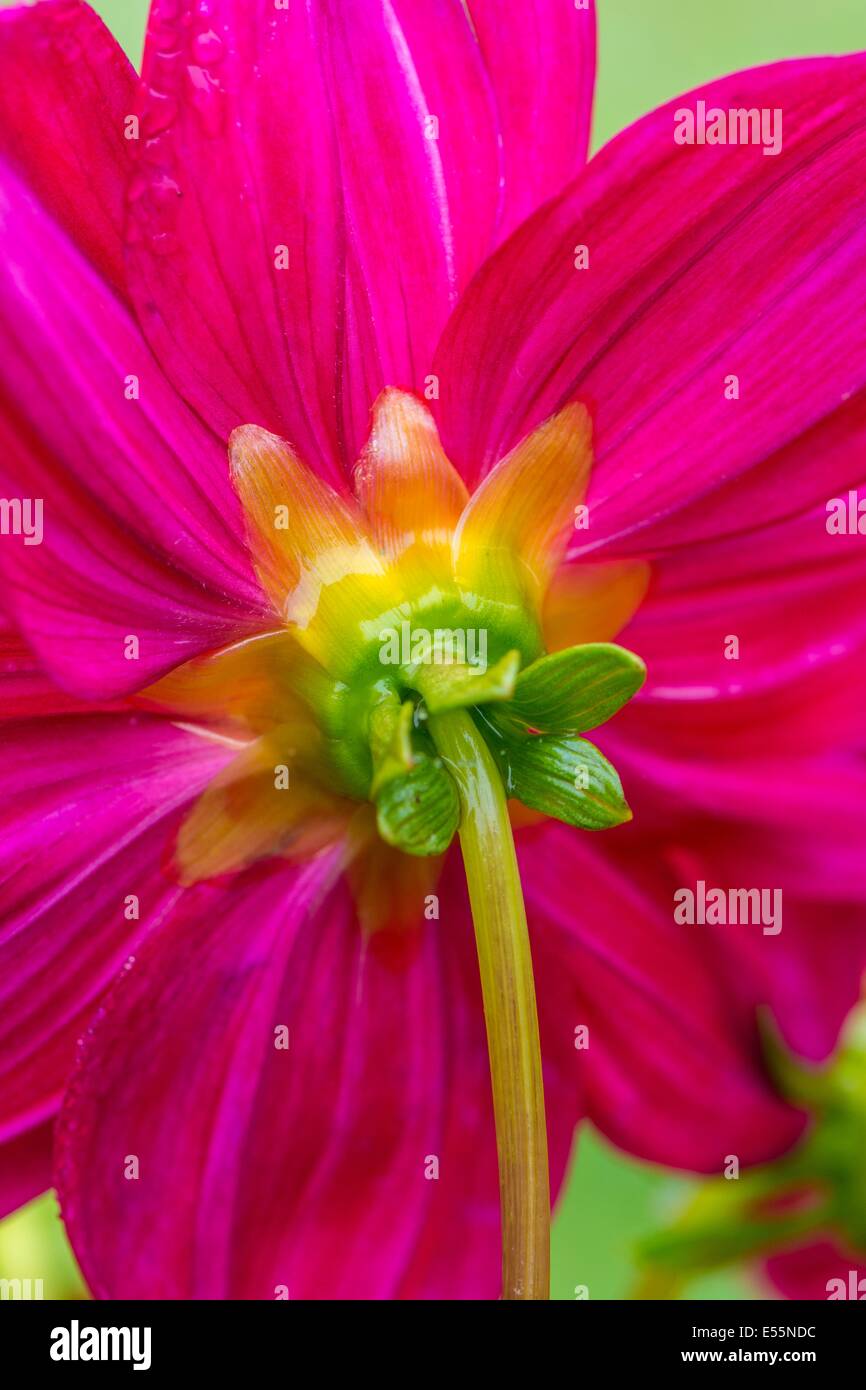 Rear view of dwarf Dahlia flower, England, July, Stock Photo